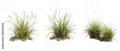 desert grass png transparent background