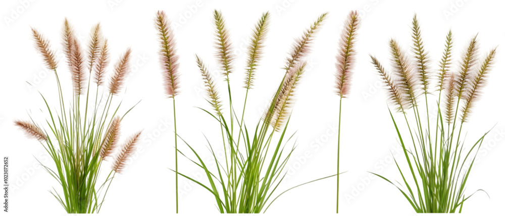fountain grass png transparent background fountain grass png transparent background