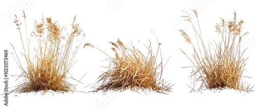 brown grass png transparent background