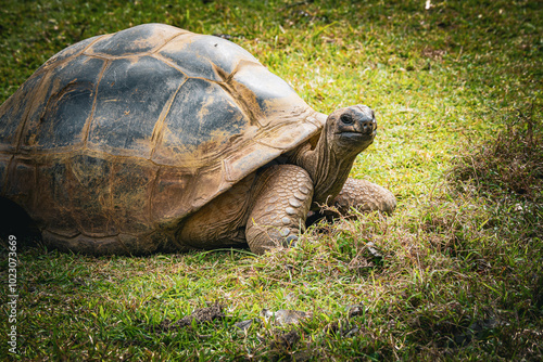 Beautiful close-up view of an Aldabra giant tortoise (Aldabrachelys gigantea) in the Vallée de Ferney Forest and Wildlife Reserve, Mauritius photo