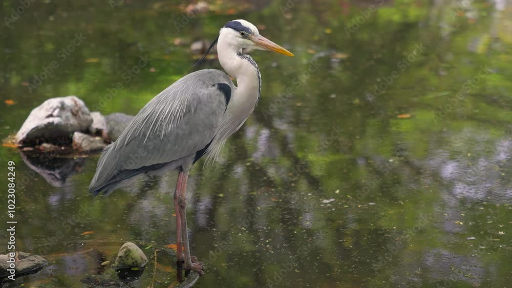 Japanese grey heron looks into the camera Japanese grey heron looks into the camera
