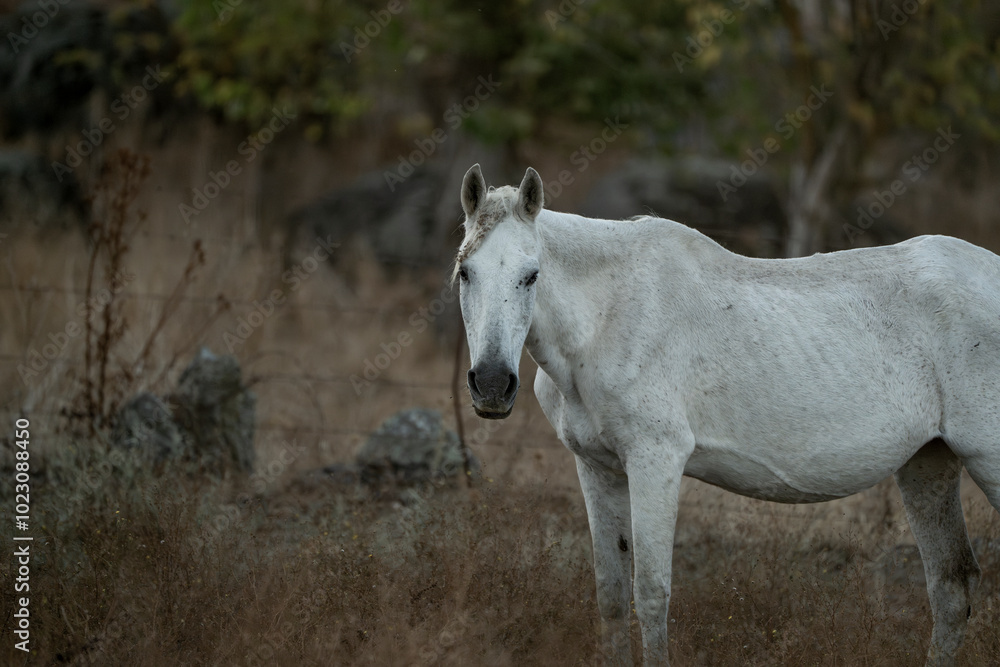 white horse in the landscape in Spain in sunset golden hour white horse in the landscape in Spain in sunset golden hour