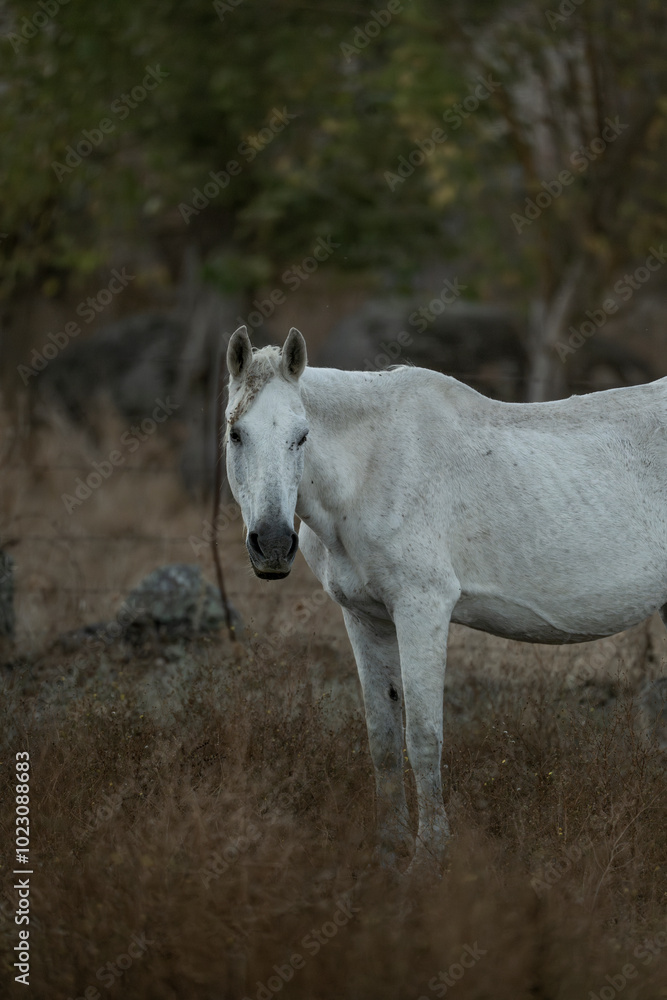 white horse in the landscape in Spain in sunset golden hour white horse in the landscape in Spain in sunset golden hour