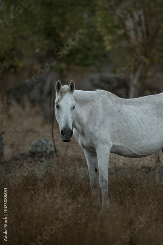 white horse in the landscape in Spain in sunset golden hour