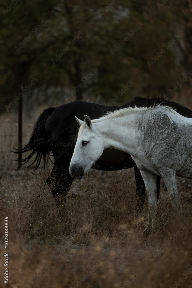 white horse in the landscape in Spain in sunset golden hour white horse in the landscape in Spain in sunset golden hour