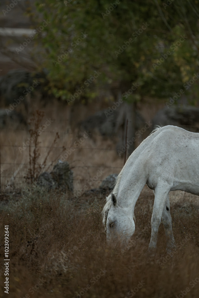 white horse in the landscape in Spain in sunset golden hour white horse in the landscape in Spain in sunset golden hour