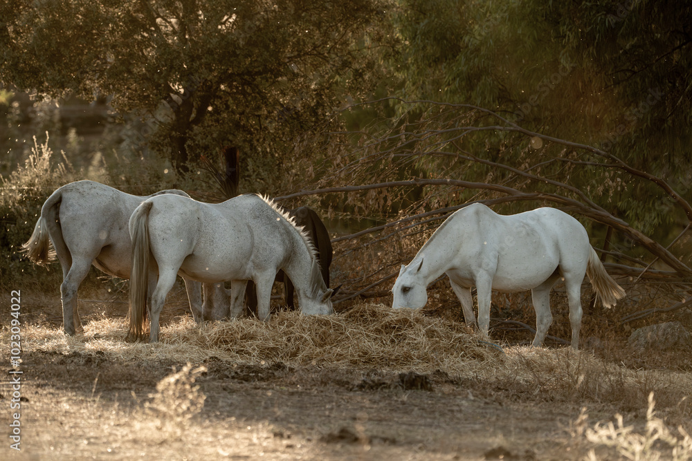 white horse in the landscape in Spain in sunset golden hour herd eating hay white horse in the landscape in Spain in sunset golden hour herd eating hay