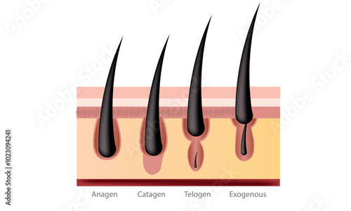 Hair growth cycle, eyelashes, eyebrows. Medical illustration