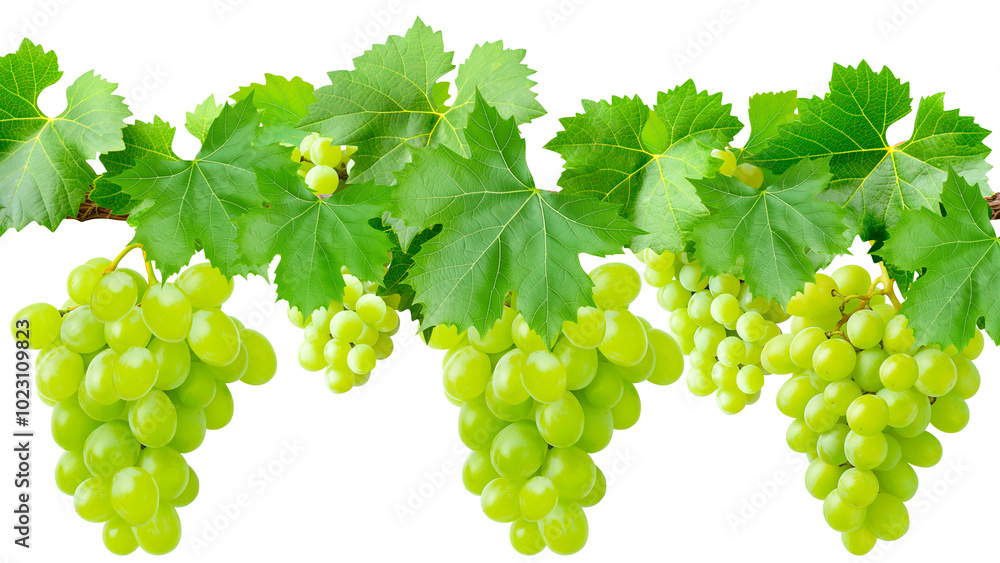 Obraz premium Green Grapes Hanging on a Vine with Leaves on a Transparent Background