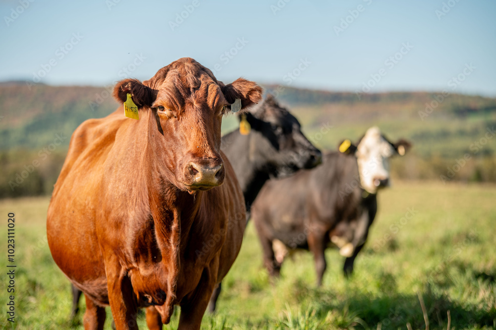 Cows walking, eating in green summer pasture in Quebec Canada Cows walking, eating in green summer pasture in Quebec Canada