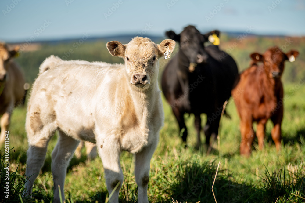 Cows walking, eating in green summer pasture in Quebec Canada Cows walking, eating in green summer pasture in Quebec Canada