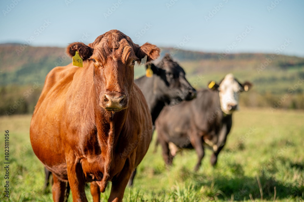 Cows walking, eating in green summer pasture in Quebec Canada Cows walking, eating in green summer pasture in Quebec Canada