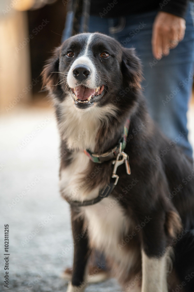 Border collie dog close up Border collie dog close up