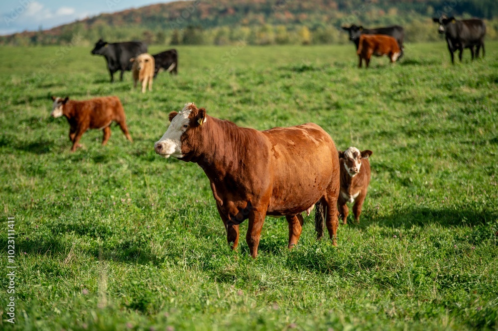 Cows walking, eating in green summer pasture in Quebec Canada Cows walking, eating in green summer pasture in Quebec Canada