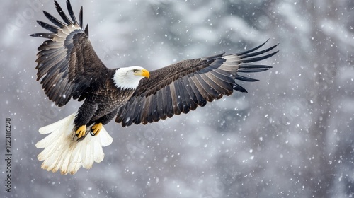 Haliaeetus leucocephalus washingtoniensis, an adult bald eagle, in flight. In the snow, Alaska photo