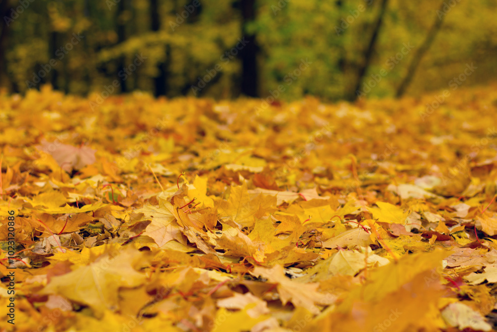 A glade dotted with orange leaves A glade dotted with orange leaves