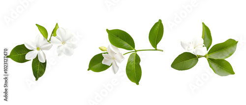 jasmine flower png transparent background