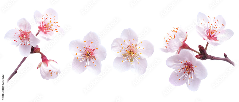 cherry blossom flowers png transparent background cherry blossom flowers png transparent background