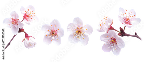 cherry blossom flowers png transparent background