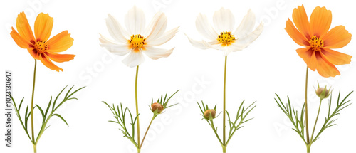 flower draw png transparent background