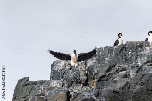 Close-up of an Antarctic Shag -Leucocarbo bransfieldensis- standing on a rock near Mikkelsen Harbour, Trinity Island, on the Antarctic Peninsula photo