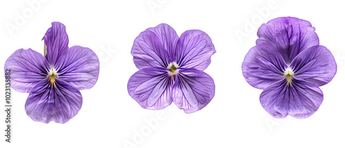 violet flower png transparent background