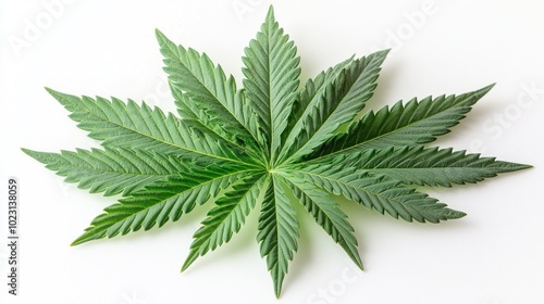 A close-up of a green cannabis leaf on a white background.