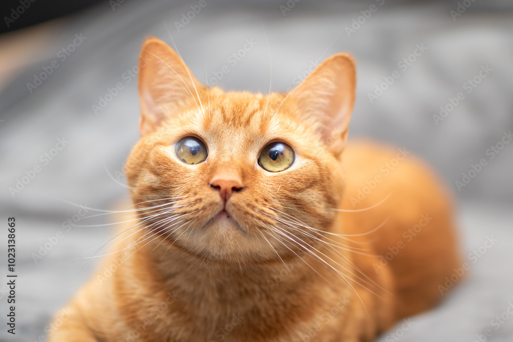 There is a cat laying comfortably on a blanket while looking up at the camera There is a cat laying comfortably on a blanket while looking up at the camera