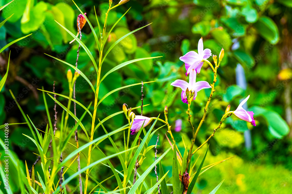 Tropical plant flower with small pink flowers in Costa Rica. Tropical plant flower with small pink flowers in Costa Rica.
