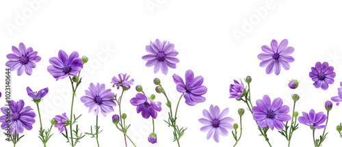 purple flower border png transparent background