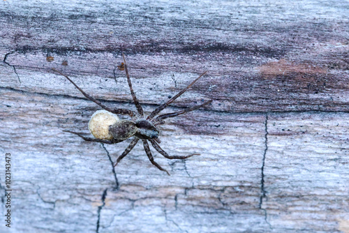 Canvas Print Wolf spider, Pardosa lugubris