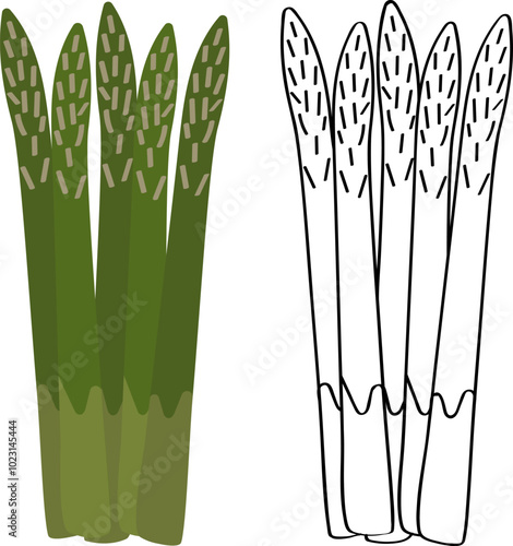 Asparagus - greens are grown in the garden, a vegetable crop for vegetarians. Green side dish for steak. Coloring for children with a black outline.