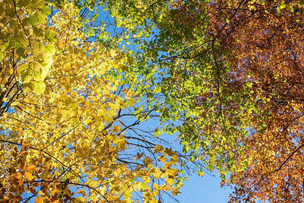view into tree crowns with autumnal leaves, sunny day in october view into tree crowns with autumnal leaves, sunny day in october