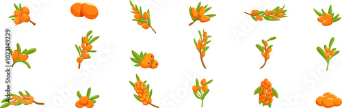 Sea buckthorn icons set. Set of sea buckthorn branch icons showing different stages of ripeness, from green to bright orange, for healthy food or cosmetics design