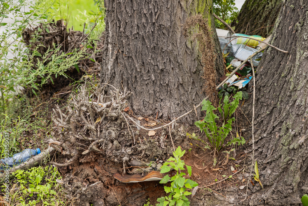 Environmental pollution: litter and plastic waste trapped between tree trunks in a natural landscape. Concept of environmental damage, pollution, and the impact of human activities on nature Environmental pollution: litter and plastic waste trapped between tree trunks in a natural landscape. Concept of environmental damage, pollution, and the impact of human activities on nature