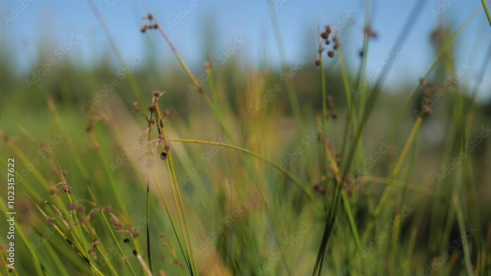 Tall Green Grass on a Sunny Day. Slow Motions. 4K Tall Green Grass on a Sunny Day. Slow Motions. 4K
