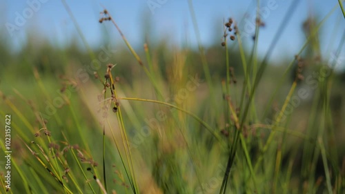 Tall Green Grass on a Sunny Day. Slow Motions. 4K