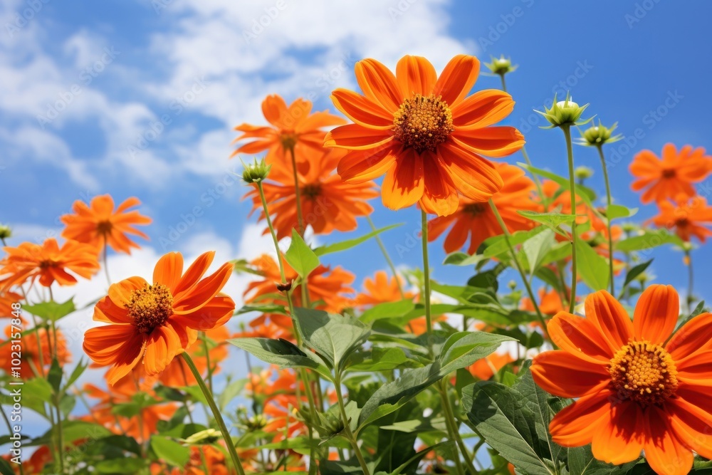 Vibrant orange flowers under sky Vibrant orange flowers under sky