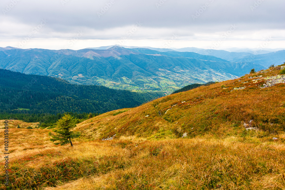 carpathian mountain landscape in autumn. cloudy weather. grassy meadow on the slopes of strymba mountain. fall season in highland of ukraine carpathian mountain landscape in autumn. cloudy weather. grassy meadow on the slopes of strymba mountain. fall season in highland of ukraine