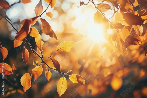 The sun illuminates orange leaves in a beautiful autumn scene, highlighting the vibrant seasonal transition. photo