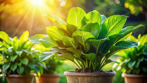 Large leafy green plant basking in the sun , leaf, green, plant, veins, large, sun, nature, botanical, vibrant photo