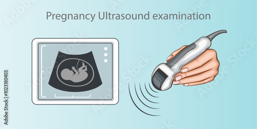 Pregnancy Ultrasound examination. Hand Holding Ultrasound Transducer. Measurement of internal organs