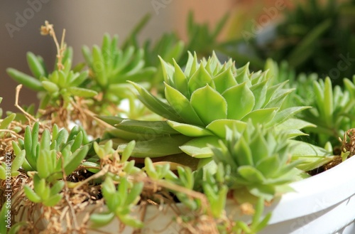 Leaves of different succulents on a blurry background 