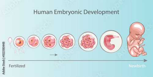 Human embryonic development. Embryo development stages. Fertilization, childbirth. Zygote, Morula, Blastocyst, Embryo. Medical Education Illustration