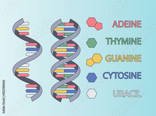 DNA vector illustration isolated. Model of the molecular structure of DNA strands. Genetic engineering concept. Medical Education Illustration