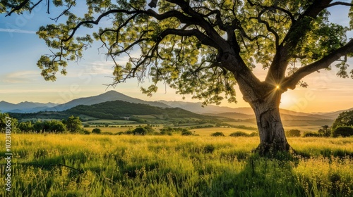 Sunset Through the Branches of a Tree in a Meadow