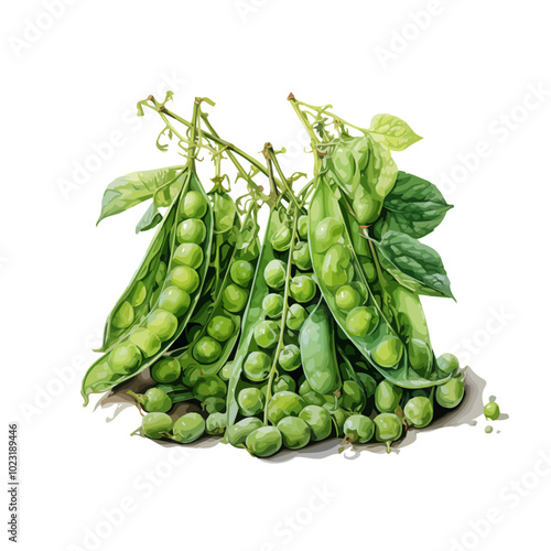 Watercolor hand-drawn green peas collection set isolated on white background, sweet peas with leaves, green peas, Green peas. Pea seed wild vegetables in a watercolor style isolated on white 
