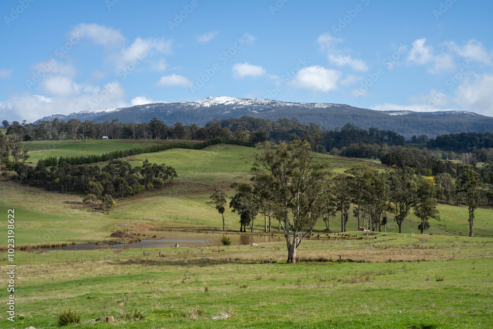 beautiful cattle in Australia eating grass, grazing on pasture. Herd of cows free range beef being regenerative raised on an agricultural farm. Sustainable farming beautiful cattle in Australia eating grass, grazing on pasture. Herd of cows free range beef being regenerative raised on an agricultural farm. Sustainable farming