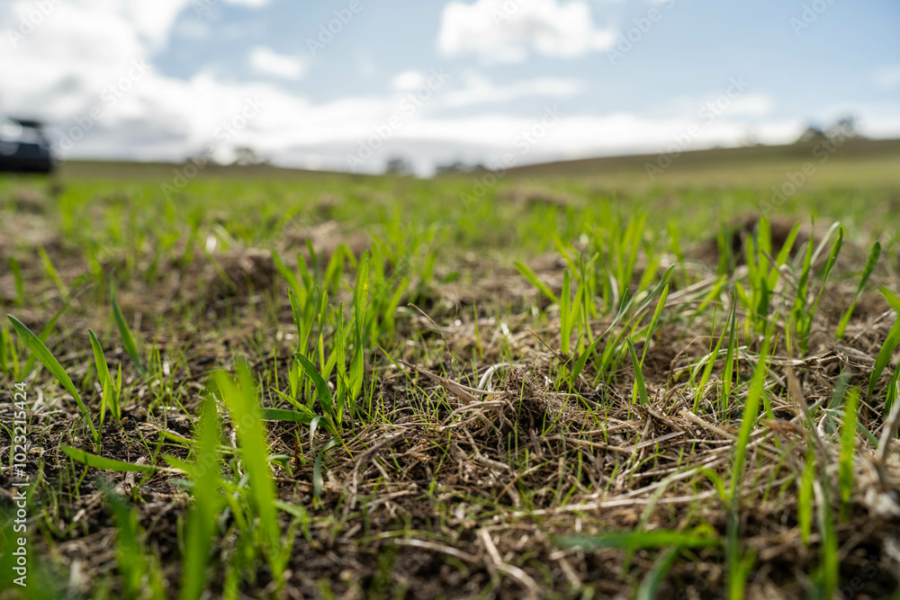 wheat and oat grain food crop growing in a field on a sustainable agricultural farm wheat and oat grain food crop growing in a field on a sustainable agricultural farm