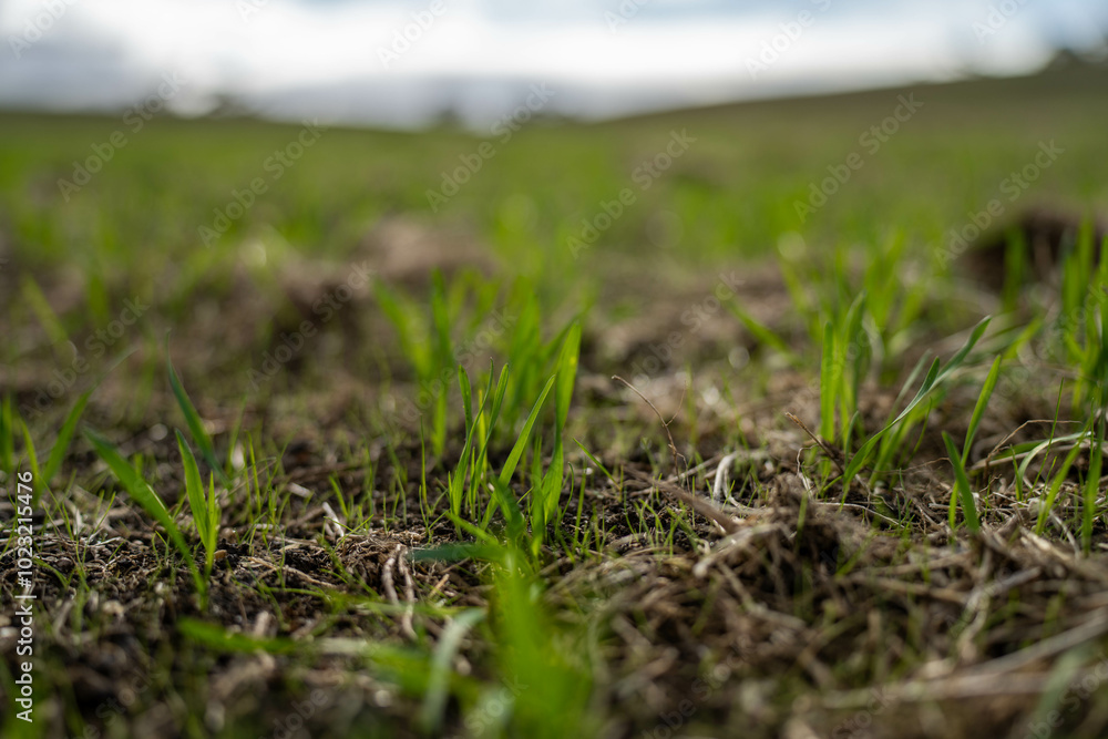 wheat and oat grain food crop growing in a field on a sustainable agricultural farm wheat and oat grain food crop growing in a field on a sustainable agricultural farm
